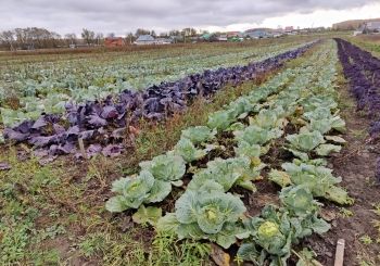 Кәбестә - капуста по-татарски