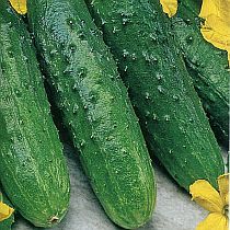 Семена огурцов 16-25 см Королёк F1