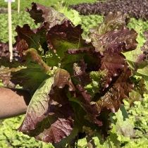 семена листового салата Роселла