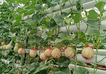 Формирование дынь в защищенном грунте