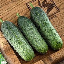 Семена огурца Альянс Плюс F1