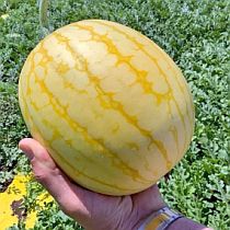 Семена арбуза Конничива F1