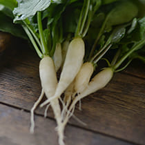 Семена редиса Светлячок