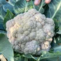Семена цветной капусты  Смилла F1