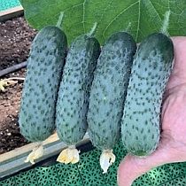 Семена огурца Мадрилене F1