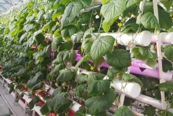 Второй оборот огурца на фитопирамиде (август–октябрь)