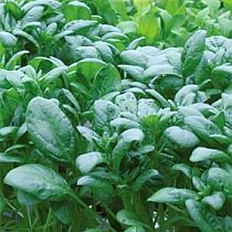 семена шпината Корвер F1