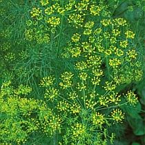 семена укропа Эйфория