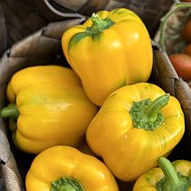 Семена перца сладкого Индало F1