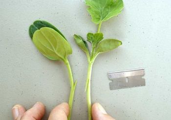 Прививка арбуза на подвой