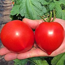 Семена томата Сирано F1