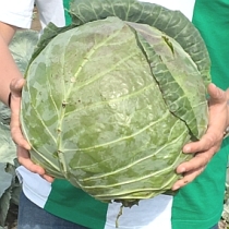 Семена капусты белокочанной Доброводская