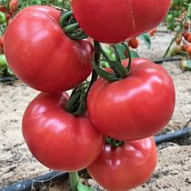 Семена томата Пинки F1