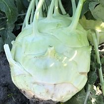 Семена капусты кольраби Корист F1