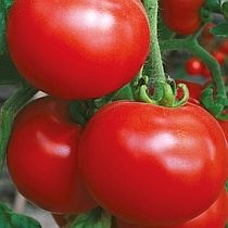 Семена томата Юбиляр F1