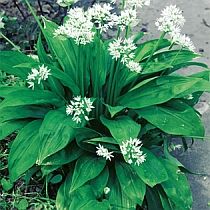 семена черемши Медвежий Деликатес