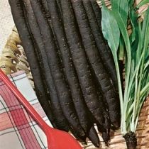 семена скорцонеры Черный Корень