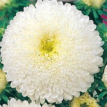 семена астры принцесса Регтайм