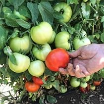 Семена томата Толстячок F1