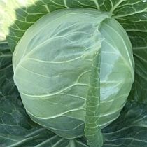 Семена капусты белокочанной Настя F1