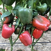 Семена перца сладкого Соната F1