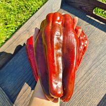 Семена перца сладкого Алкмар F1