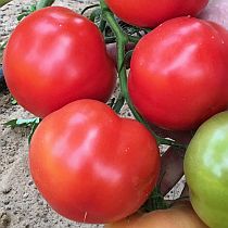 Семена томата Белле F1