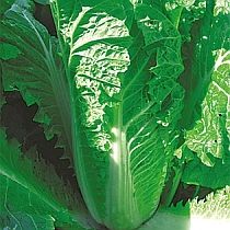 Семена капусты пекинской Гидра F1
