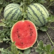 Семена арбуза Началово F1