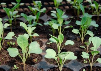 Выращивание рассады белокочанной и цветной капусты