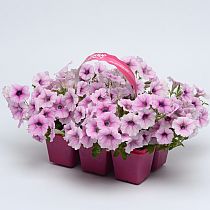 семена петунии Шок Вейв Пинк Вейн F1