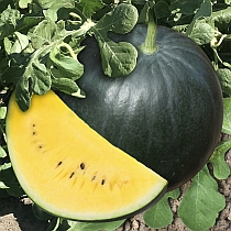 Семена арбуза Мунлайт F1