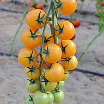 Семена томата Фортесса F1