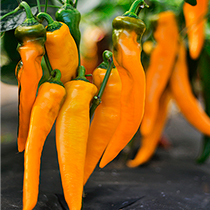 семена перца сладкого орнелла