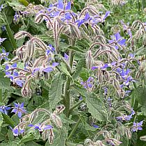 семена бораго (огуречной травы) Владыкинское Семко