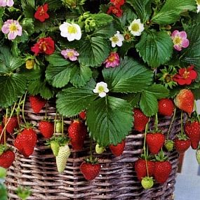 семена земляники Альпина Радуга F1