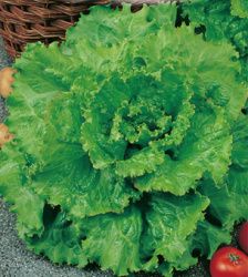 Семена овощных, зеленных и пряновкусовых культур для выращивания на салатных линиях