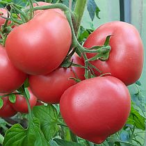 Семена томата Розовый Юбилейный  F1