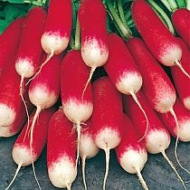 Семена редиса Слава