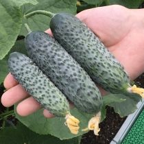 Семена огурца Бьерн F1