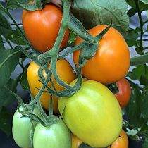 Семена томата Оранжевый Куб  F1