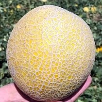 Семена дыни Лина F1