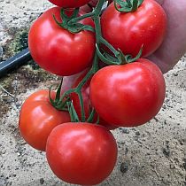 Семена томата Семко 25 F1 