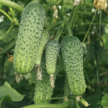 Семена огурца Эколь F1