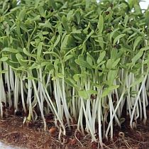 Семена микрозелени кресс-салата Данский 