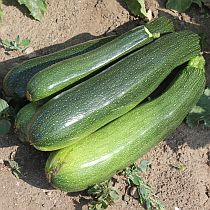 семена цукини Аэронавт