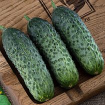 Семена огурца Твенти F1