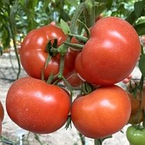 Семена томата Монро F1