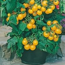 Семена томата Балконное Чудо