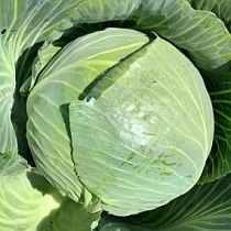 Семена капусты белокочанной Фаворит  F1